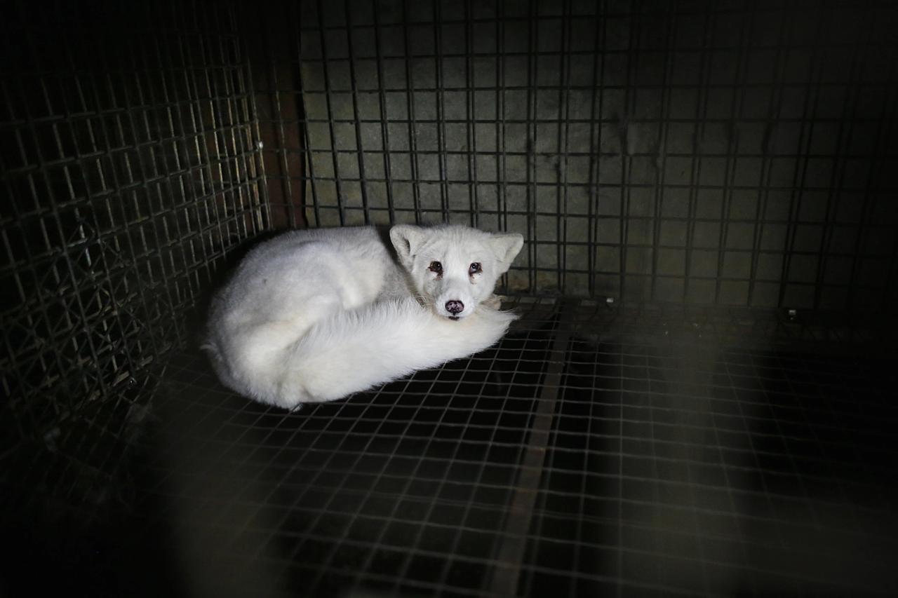 Mink i bur på pelsdyrfarm